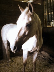 My Pony Riley